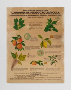 Cartaz "Campanha Produção Agrícola"